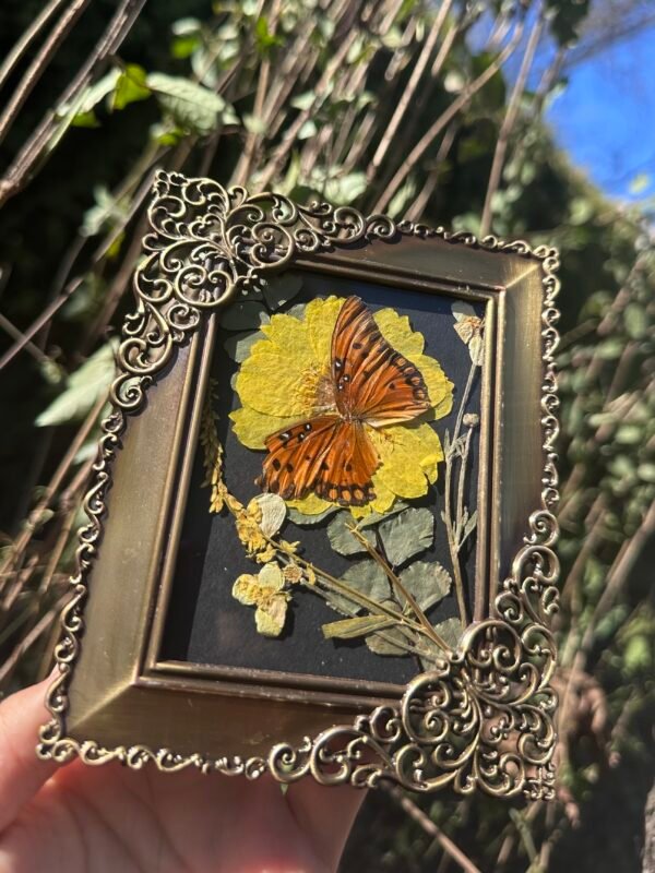 Monarch Butterfly Frame